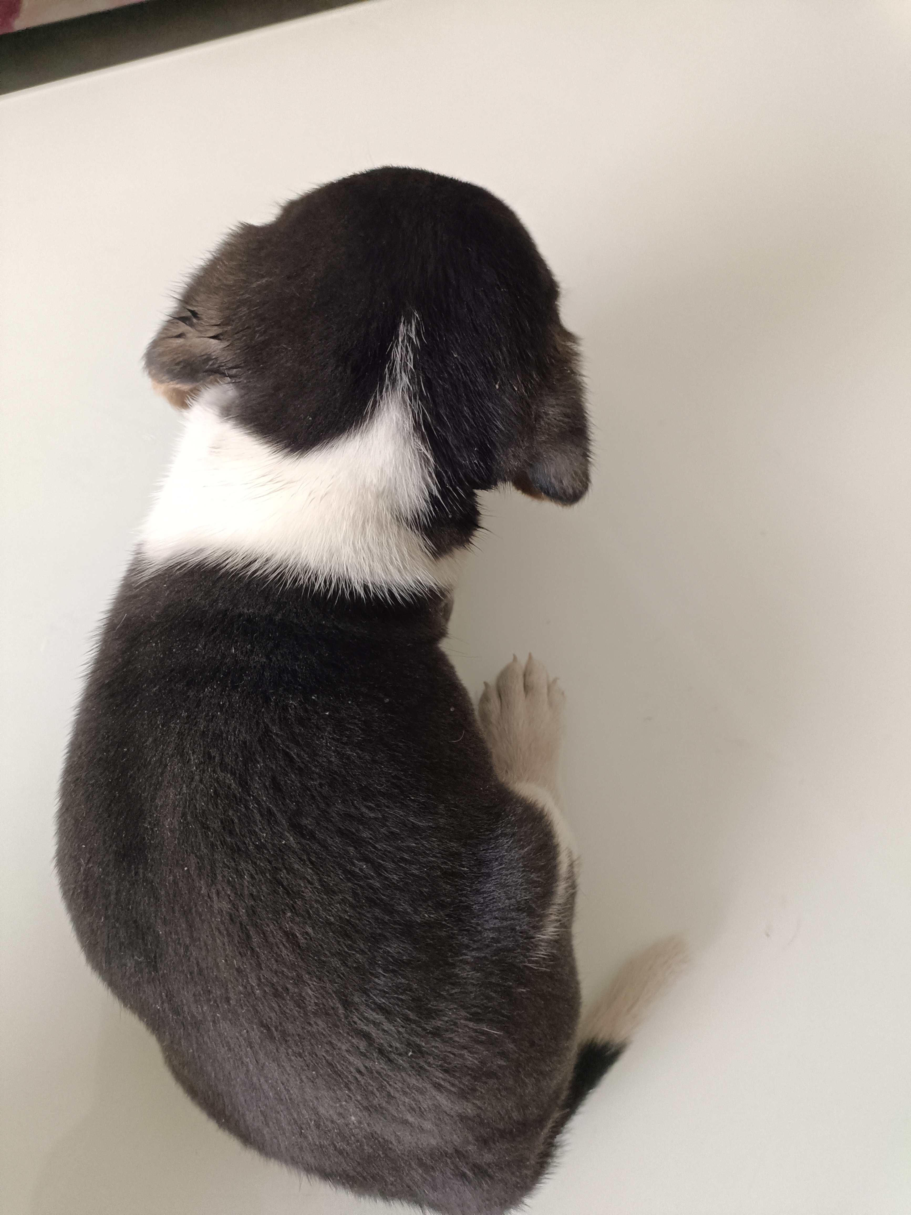比格